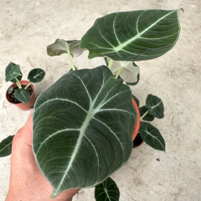 黑絲絨觀音蓮（Alocasia reginula 'Black Velvet'）/ (3吋）