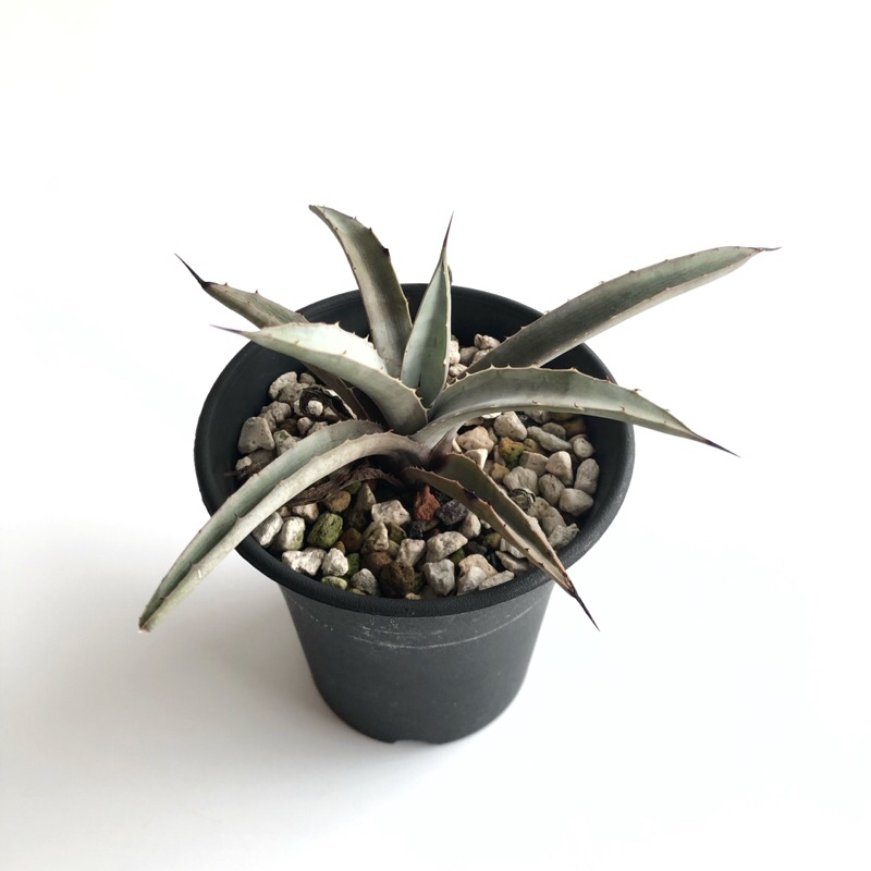 八荒殿 龍舌蘭 Agave  多肉植物