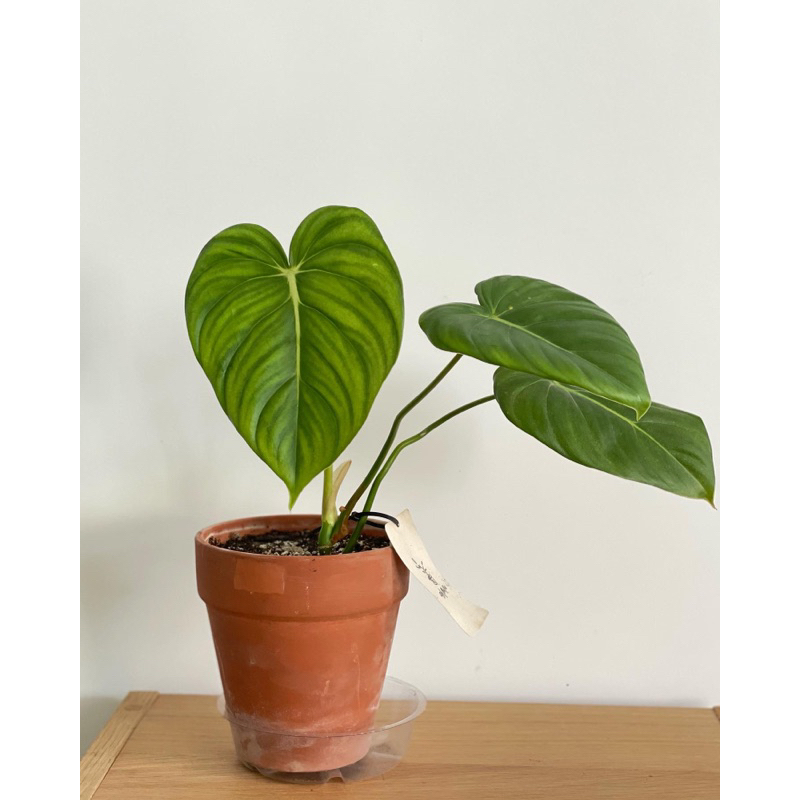 【Oh Root Root】帕斯塔蔓綠絨 蔓綠絨 Philodendron Pastazanum