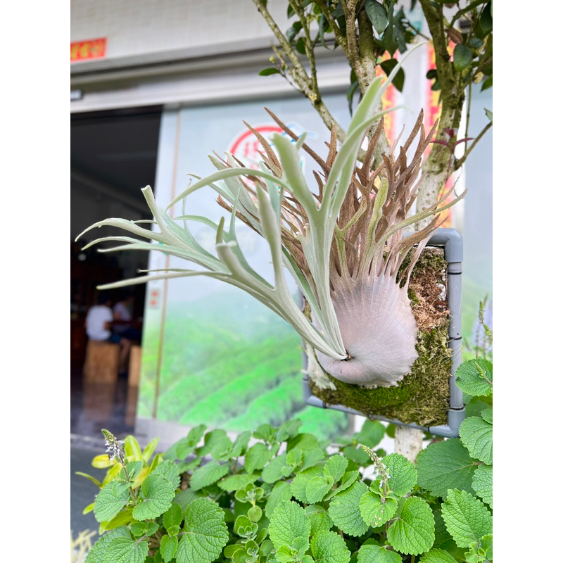 P. Veitchii Aurburn river 】ベイチーアーバンリバー① 【公式通販】