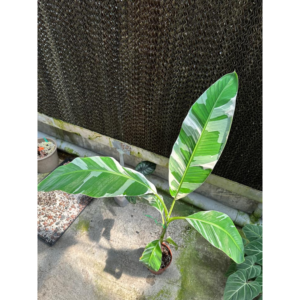 植享i生活-夏威夷雲彩蕉/雲彩蕉/觀葉植物/室內植物/小品盆栽