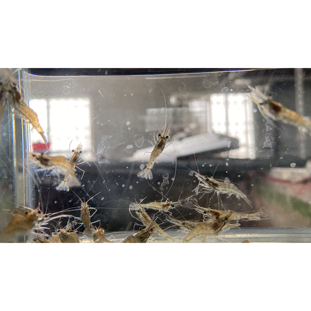 50魚-幼魚舖觀光魚場： 泰國蝦苗區參觀門票 食用蝦苗