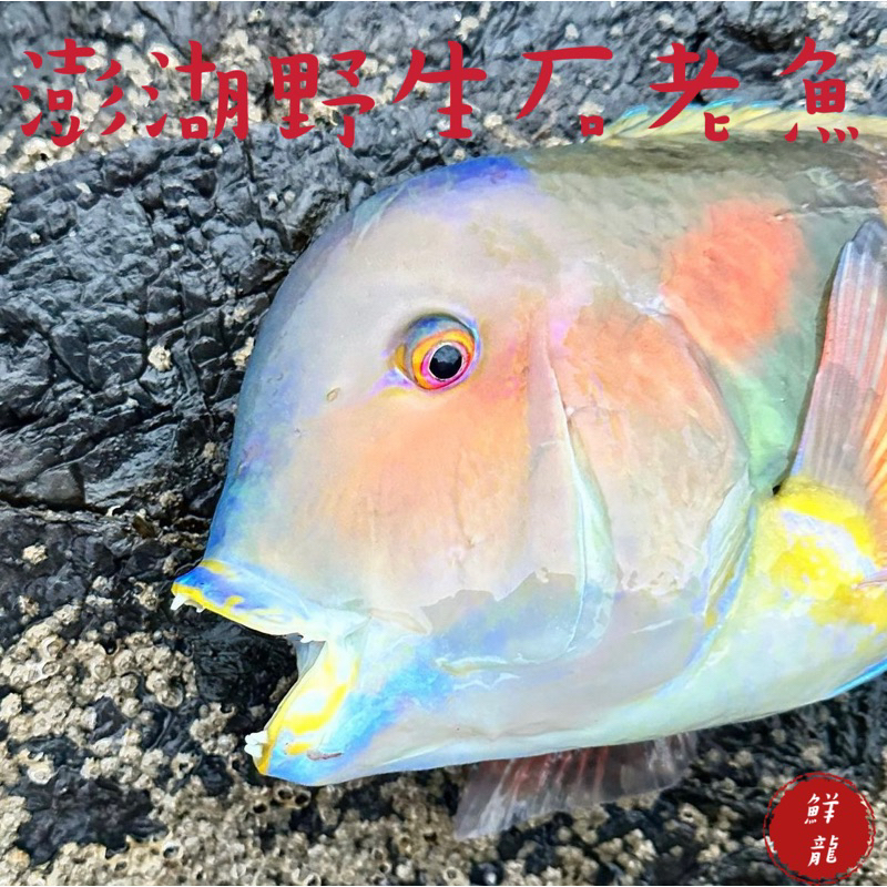 🐉鮮龍水產🐉 野生石老魚/紅蓮/連仔魚