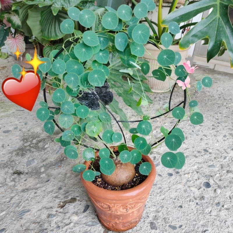 ❤️現貨❤️爬藤架子[Love Ling 真心愛多肉/手作鋁線]山烏龜架 塊根植物 愛之蔓架 金屬支撐架 綠植攀爬支架