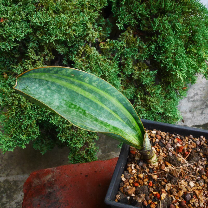 寶扇錦虎尾蘭 多肉植物 龍舌蘭科