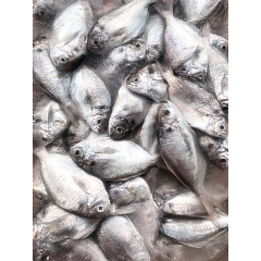 🐠野生肉魚 🐟(4隻350-400g/包)