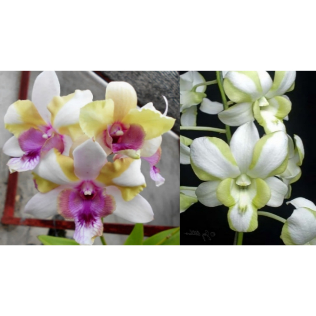 Den.Nopporn Star Bright x  Den.Liberty石斛蘭雜交