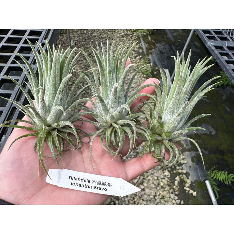 小精靈 ionantha Bravo  葉片厚實白毛感（特價品）-空氣鳳梨 Tillandisia-婚禮小物-小植栽