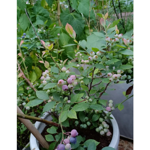 果大超甜 當年結果 【藍莓種子】熱銷 藍莓種子 樹莓種子 四季種植盆栽口感極佳 發芽率高達90% 盆栽觀賞