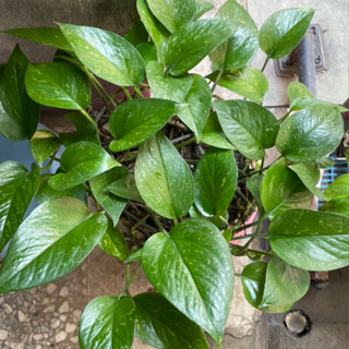 植物 綠蘿 黃金葛 枝條 水培 土培 新手植物 好養好照顧 室內植物 觀葉植物