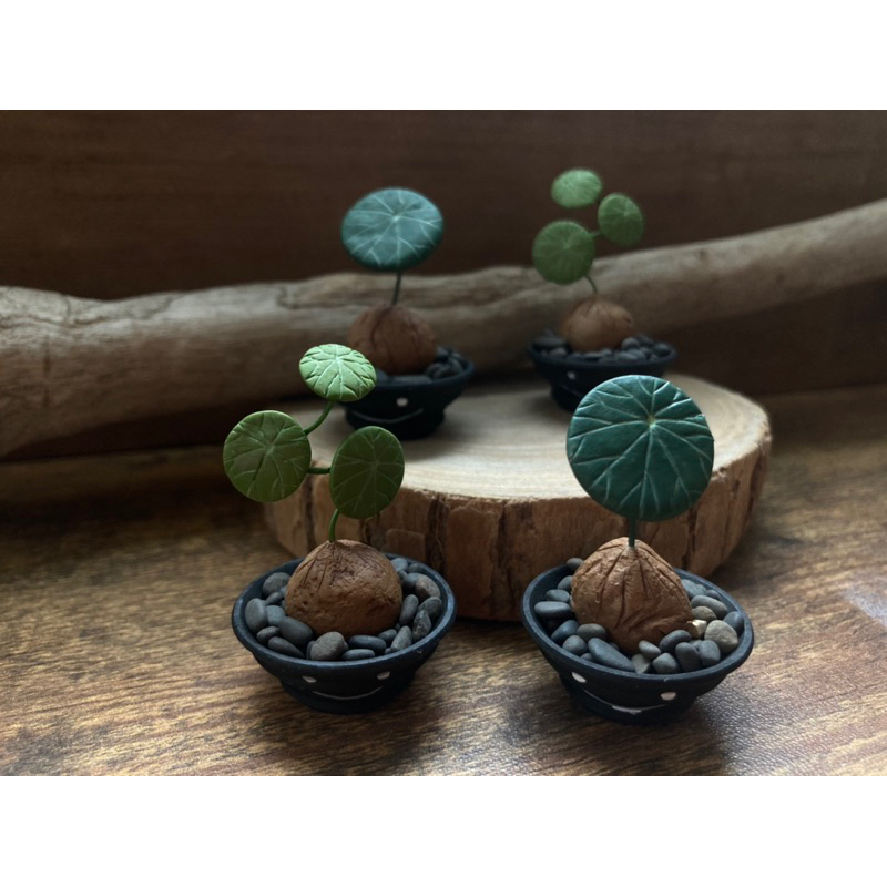 植物公仔系列：圓葉山烏龜/大葉山烏龜