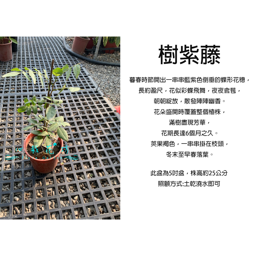 心栽花坊-樹紫藤/5吋/缺貨中偏小不足10公分/南非樹紫藤/觀花植物/綠籬植物/售價180特價150