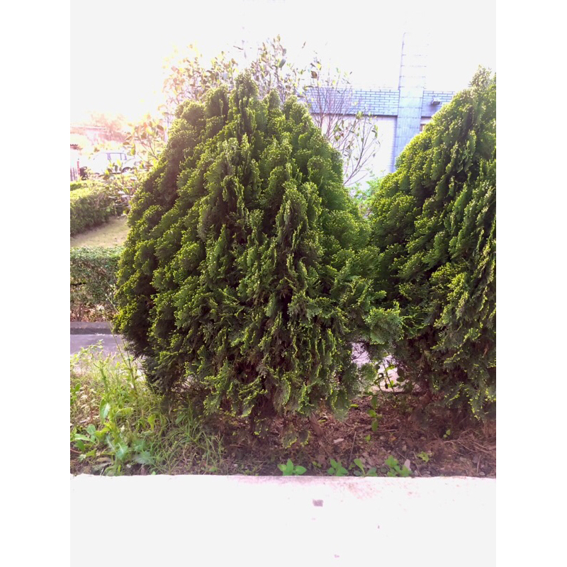黃金扁柏 150cm高 中型 扁柏木 扁柏樹
