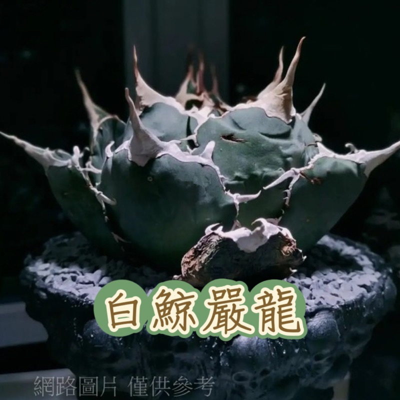 ↠有植感↞ ▮白鯨嚴龍▮3吋 Agave titanota 'white whale' 白鯨 嚴龍 嚴龍龍舌蘭 龍舌蘭