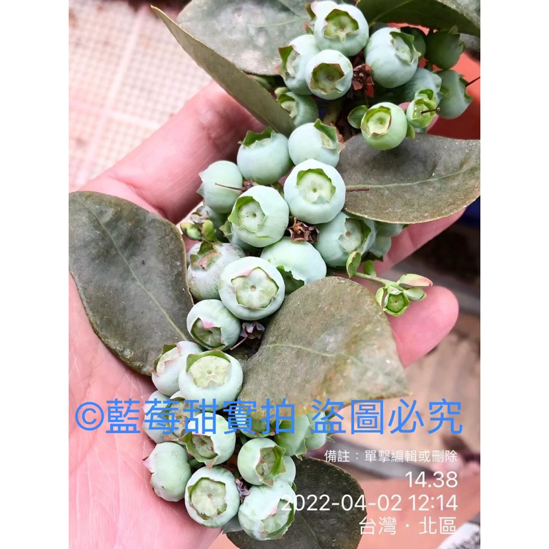 藍莓苗 全台灣都可以種植 綠寶石（五吋控根盆）
