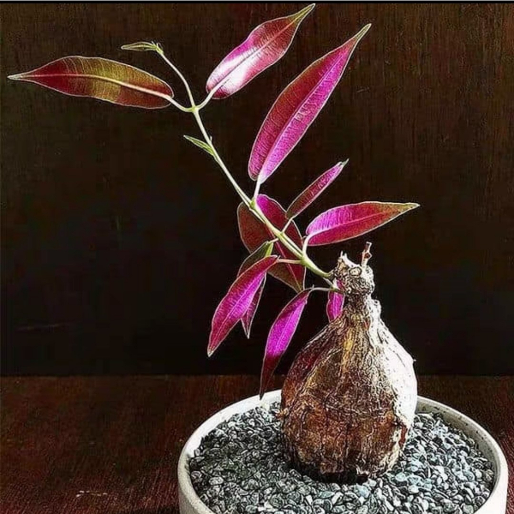 【塊根英雄】紫背蘿藦種子/Petopentia natalensis/蘿藦科/室內小品顏色動人
