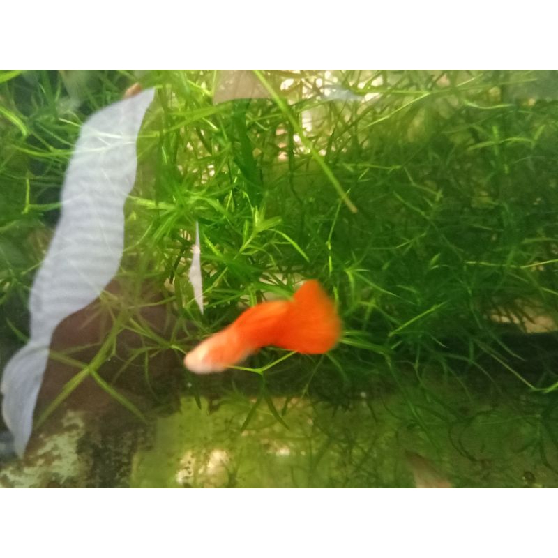 全紅白子 孔雀魚 幼魚 飼養模型 飼料