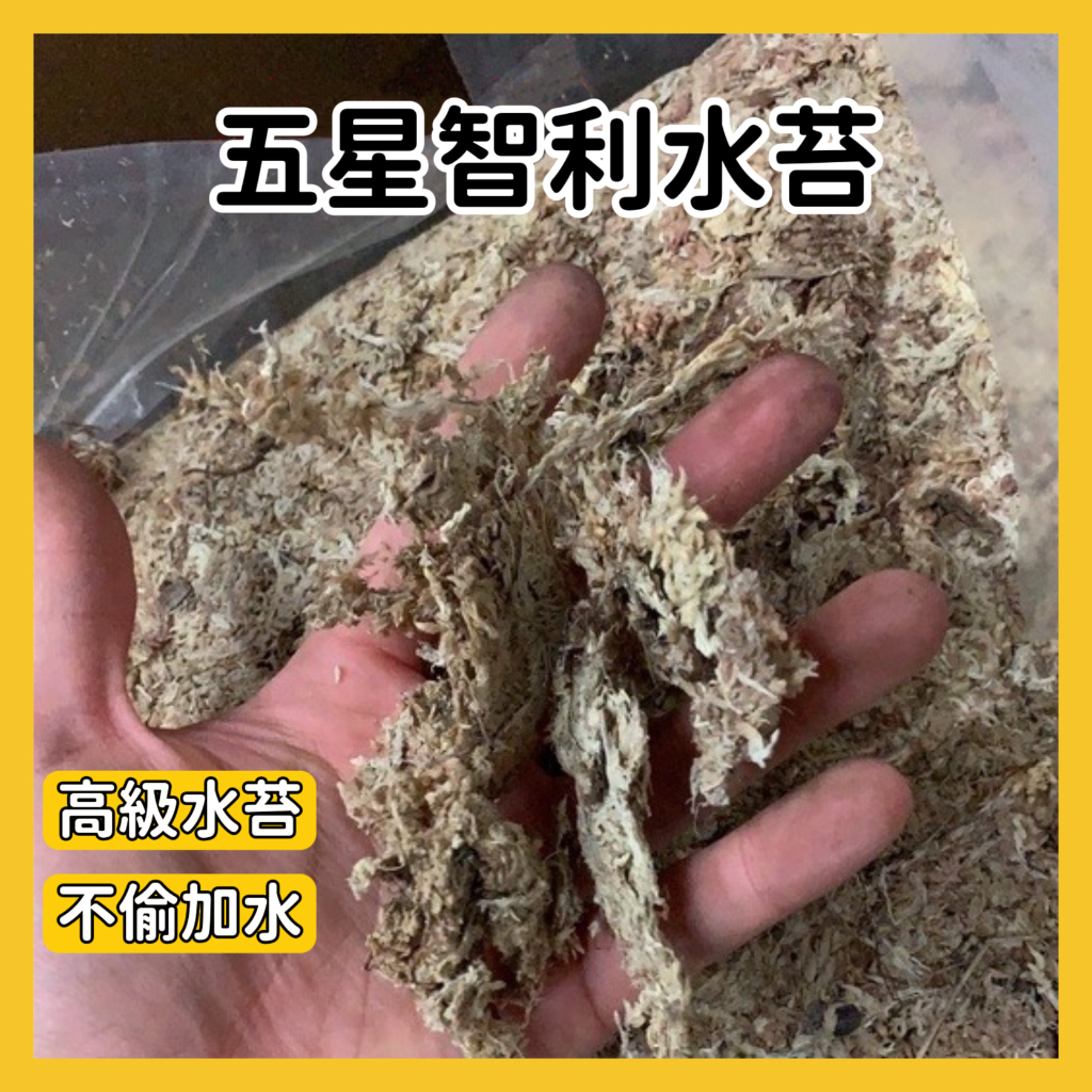 【芝麻仔】水苔 智利水苔 七星水苔 五星水苔 水草 甲蟲水苔 水苔 獨角仙 鍬形蟲 甲蟲 昆蟲 雜質少 不偷加水