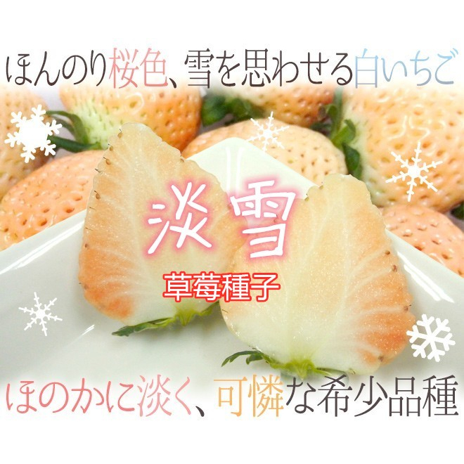 日本草莓種子. 奈良2024原產地淡雪草莓種子(淡雪*(あわゆき)　草莓種子12粒/袋