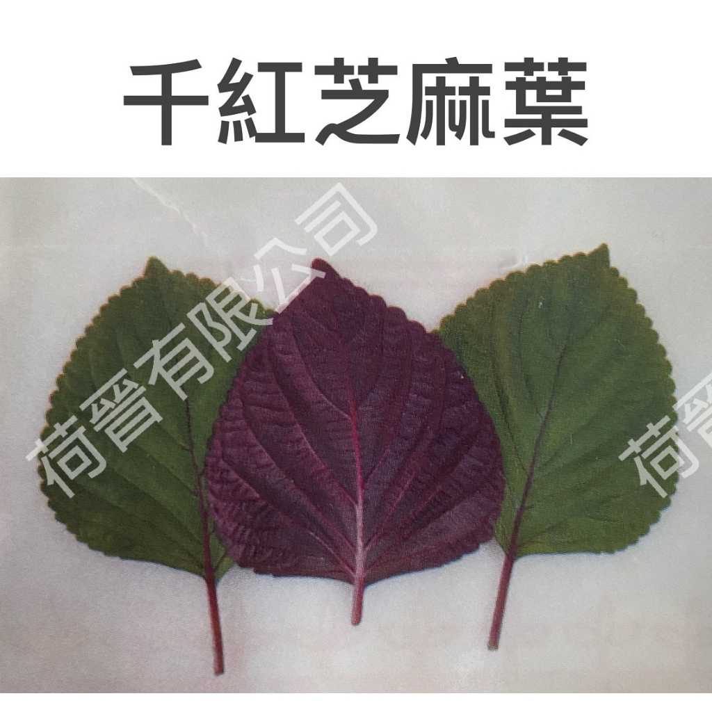 千紅芝麻葉種子0.2公克(約60粒) 韓國芝麻葉 韓國紫蘇