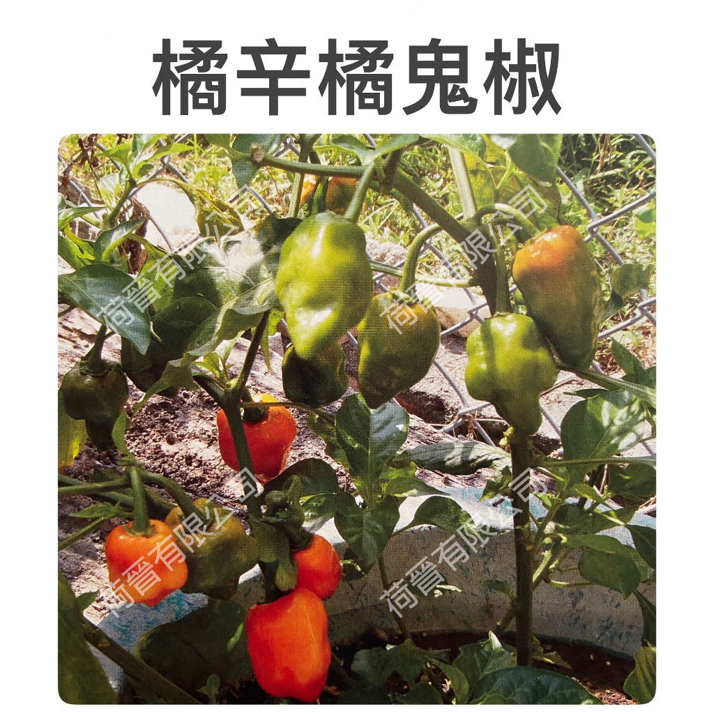 橘辛橘鬼椒種子0.8公克(約170顆) 魔鬼椒