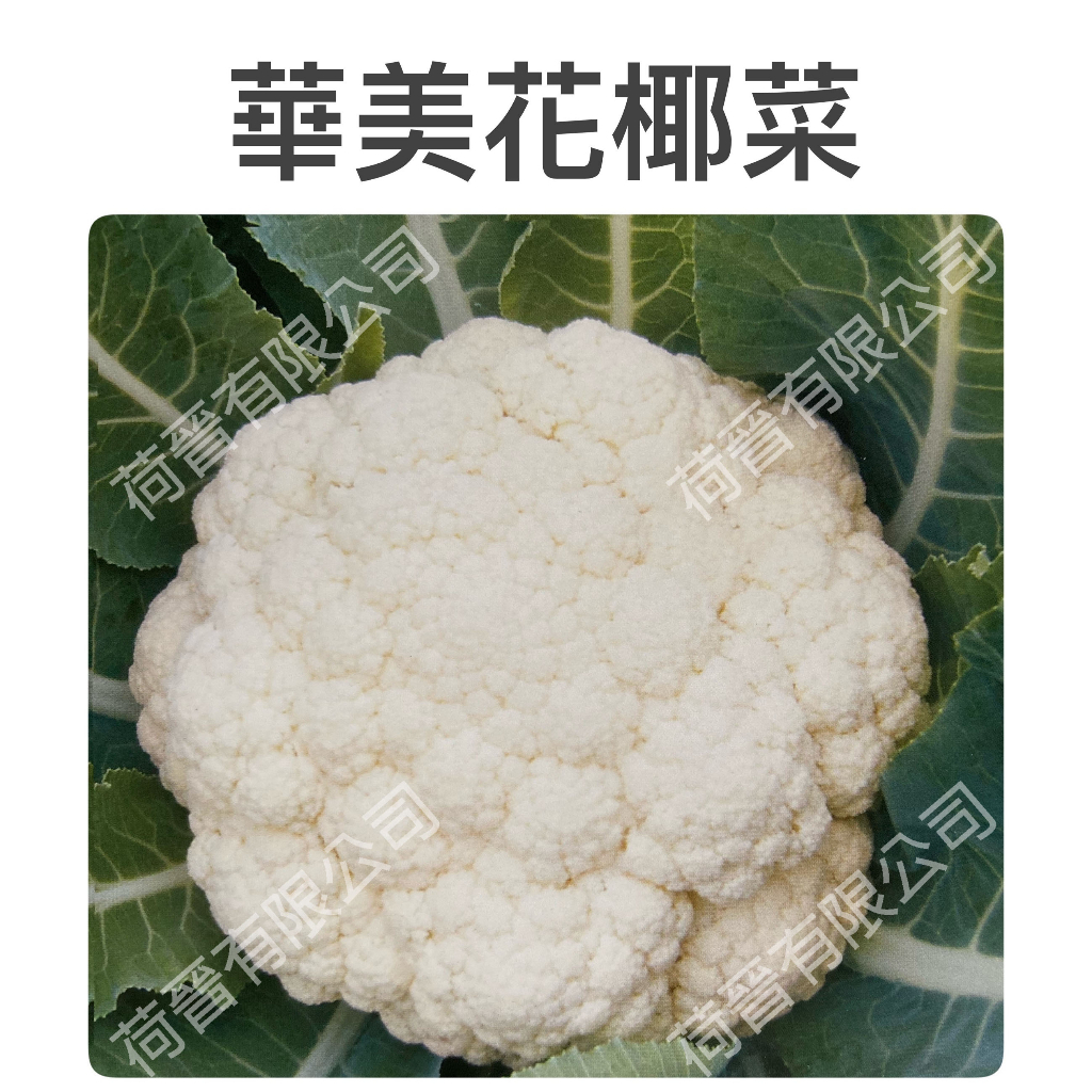 華美花椰菜種子(約25粒) 一代交配 白花椰菜