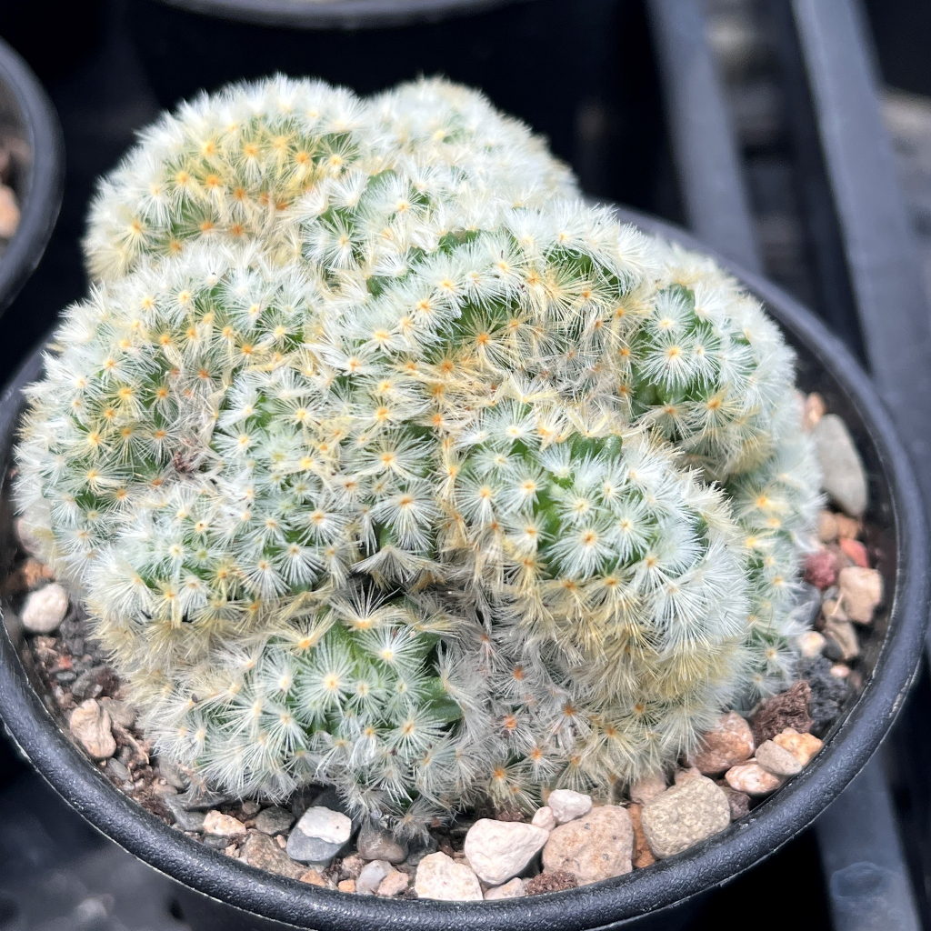 ☀️小陽光仙人掌☀️ 卡爾梅納綴化 多肉植物 療癒小物