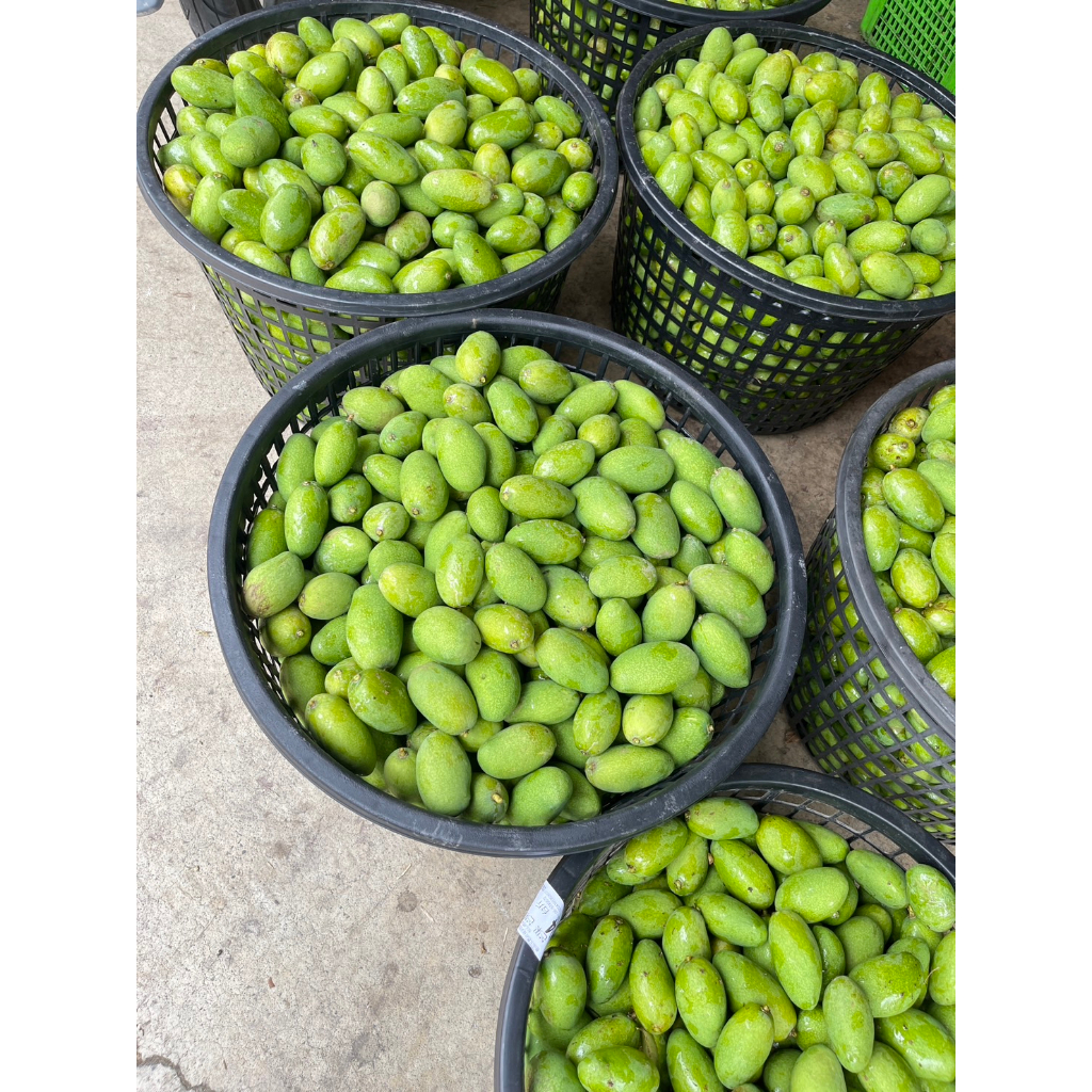 【台南】▶️10斤 土芒果青 改良品種 green mangoe(成大檢驗合格) 帶皮軟籽❇️自產自銷