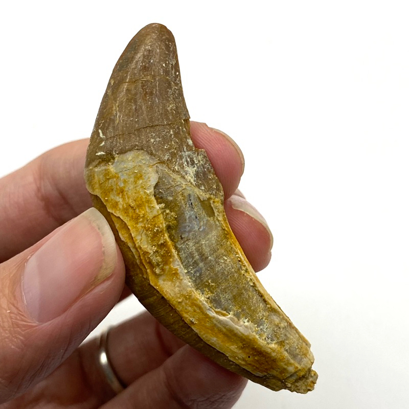 龍王鯨牙齒化石(鯨魚祖先）#C00317恐龍 侏羅紀世界 古生物 教材