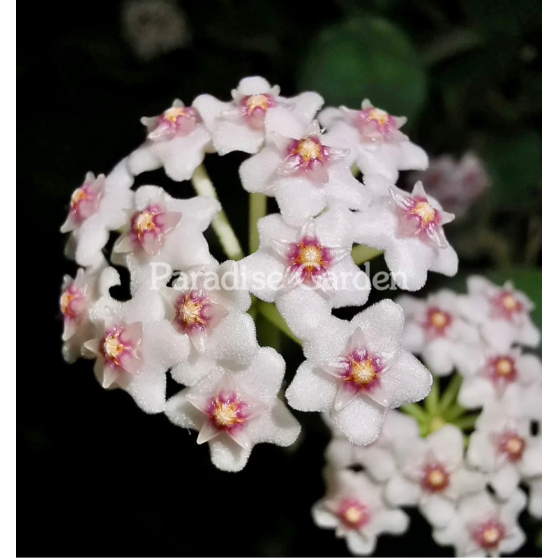 【天堂花園】香水毬蘭Hoya Nummularioides│毬蘭│觀葉植物│盆栽