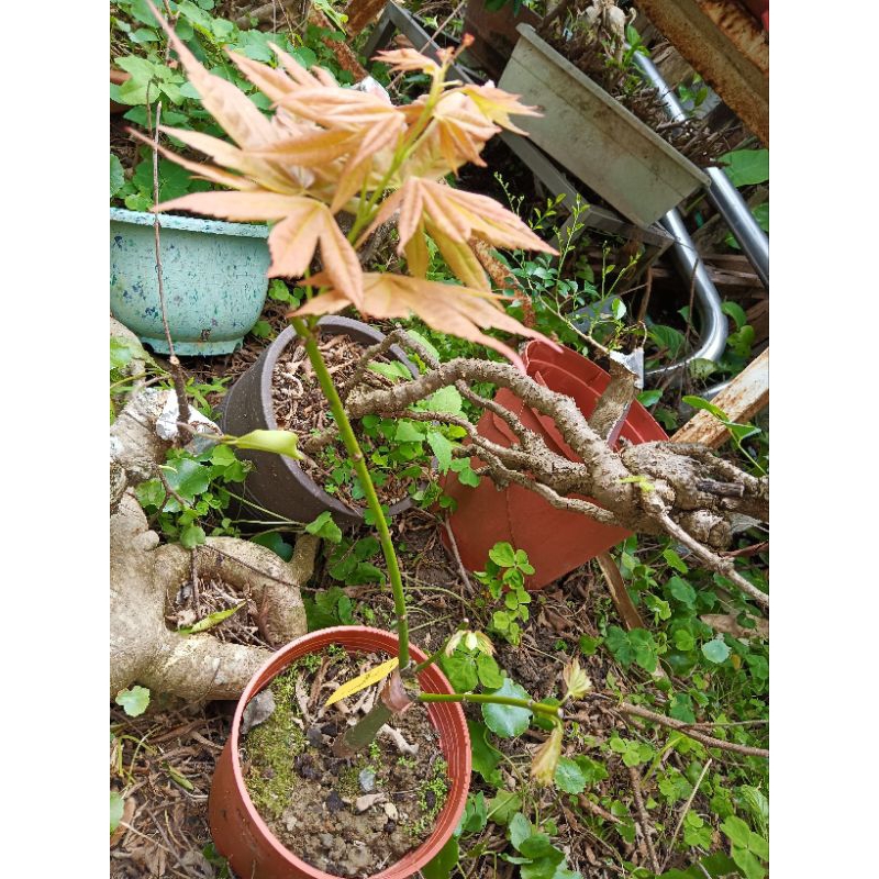 特殊少見日本品種紅楓樹槭樹，名字叫平群，只有1盆1680元優惠郵局名運費好種植喜歡半日照以上潮濕的環境