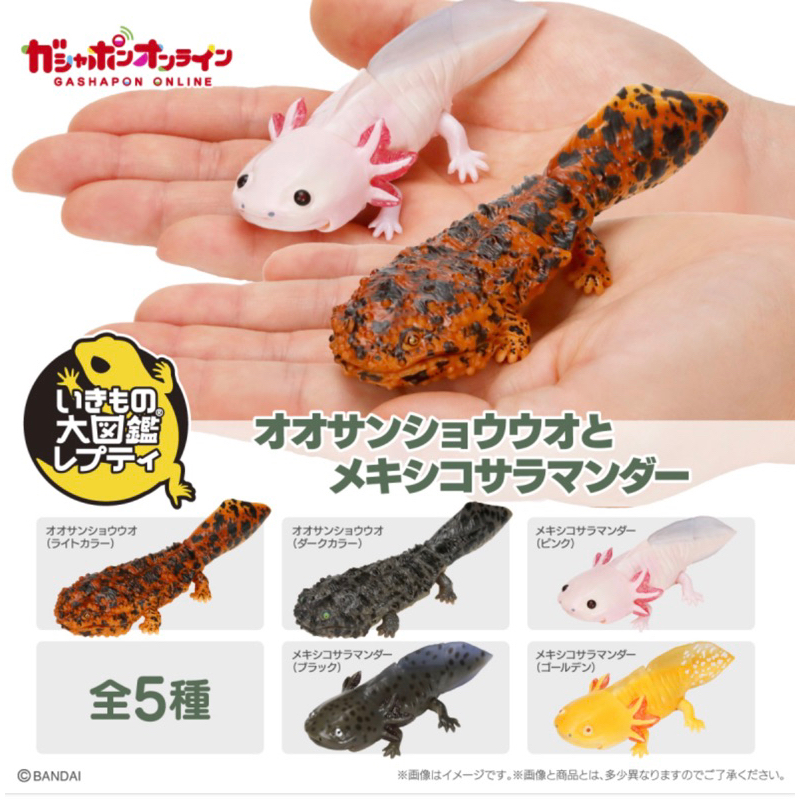 全新現貨萬代BANDAI 生物大圖鑑日本國寶級大鯢-大山椒魚與墨西哥鈍口螈-六角恐龍  全5款扭蛋