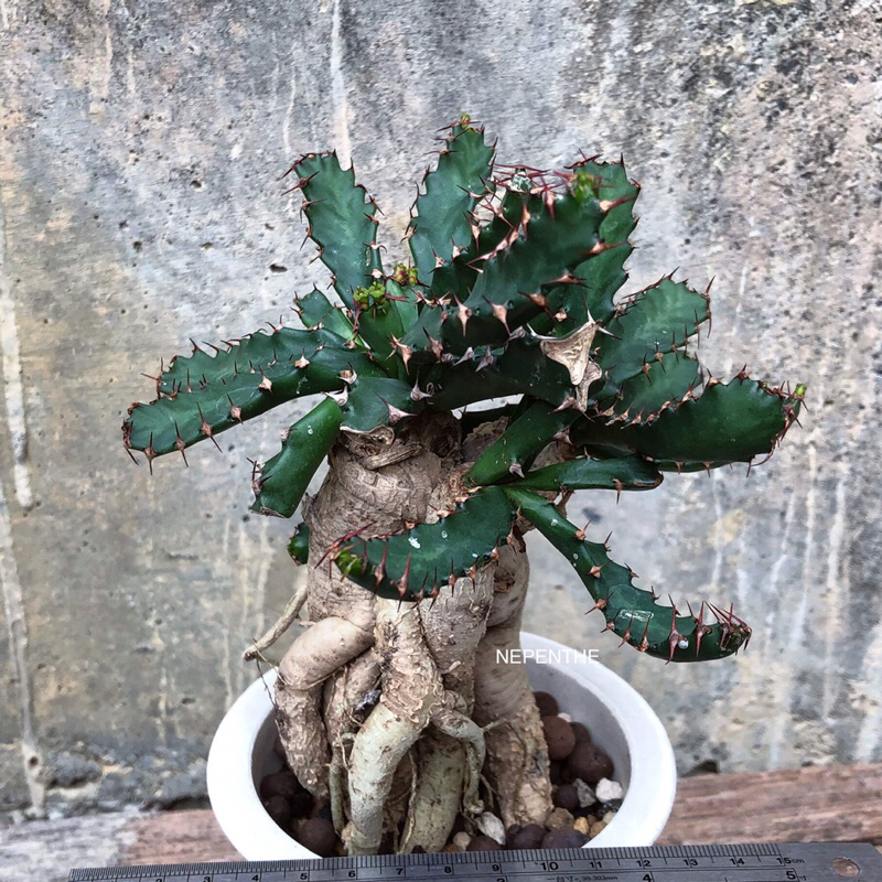 レア 塊根植物 薔薇大戟Euphorbiaceae属 抜き苗