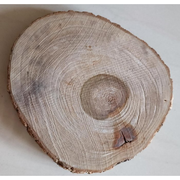 香樟木原木片 帶皮原木樟樹塊 香樟木 餐桌墊 直徑約14-15cm 厚約2cm 1片 每一片樹芯部都開裂