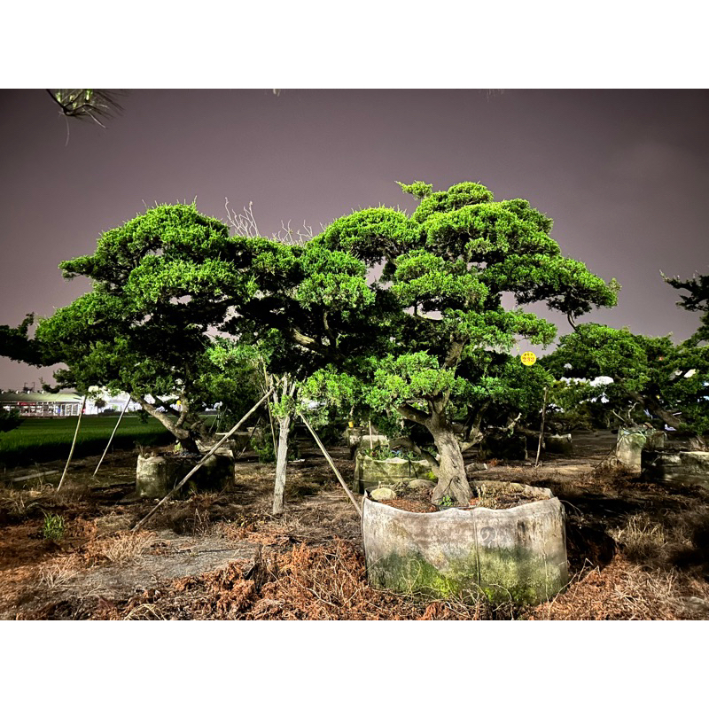 盆栽素材　真柏4 成長中♥ 大品真柏盆栽 4-1 【公式通販】