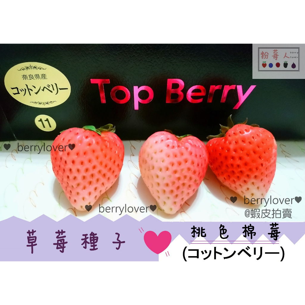 ❤️粉莓人🖤日本草莓  草莓種子 白草莓 桃色棉莓 棉花糖草莓