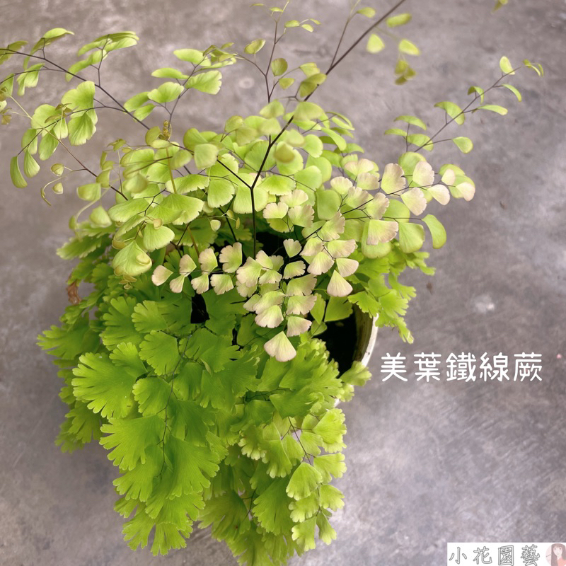 小花園藝 美葉鐵線蕨 鐵線蕨 新葉嫩粉色 4/5吋盆 $190