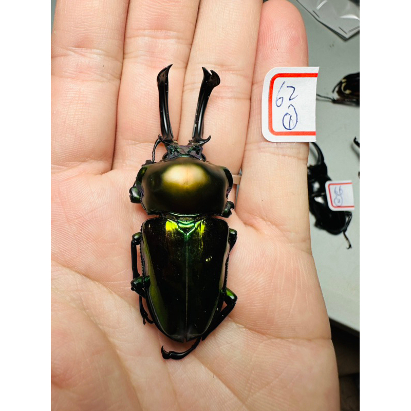 昆蟲標本 彩虹鍬 飼育品Phalacrognathus muelleri