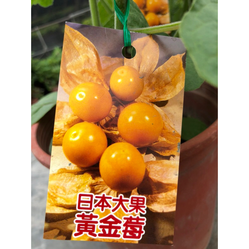 日本．黃金莓/大果燈籠果⋯/5/6吋～食用果樹