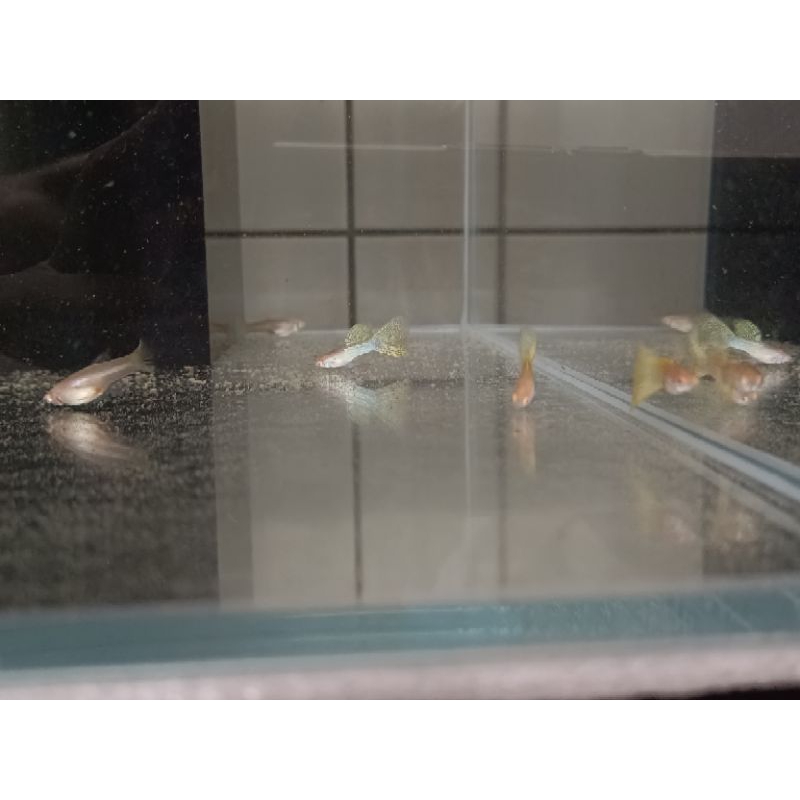 「彩虹魚屋」白子金屬黃蕾絲純品系孔雀魚飼料
