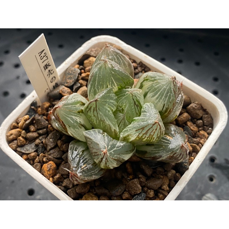 Haworthia  ハオルチア  百合科 十二卷 一物一拍 |白斑三仙壽錦 A37