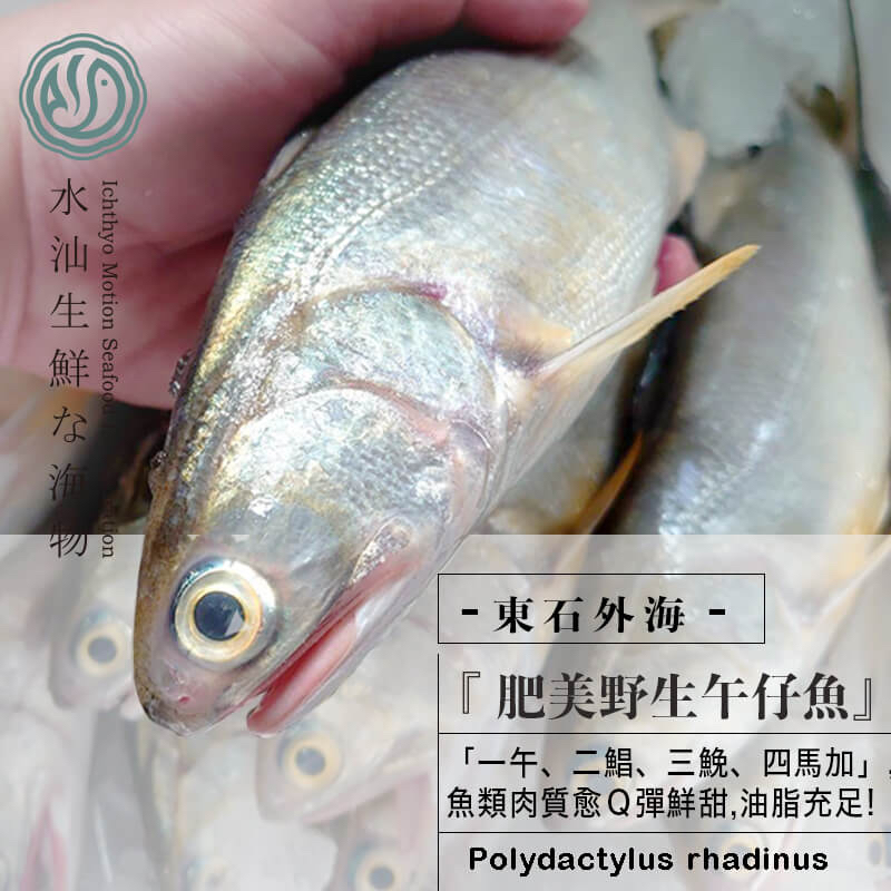 【水汕海物】東石外海海捕 肥美野生午仔魚。『實體店面、品質保證』