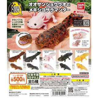 『現貨』生物大圖鑑-日本大鯢與墨西哥鈍口螈 BANDAI 扭蛋 轉蛋 【蛋樂寶】