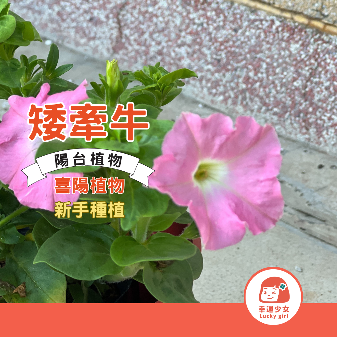 幸運少女 新手種植［初級］矮牽牛花 全日照植物 盆栽