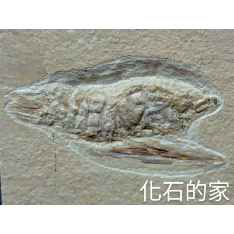 【化石的家】黎巴嫩螳螂蝦化石（已售）