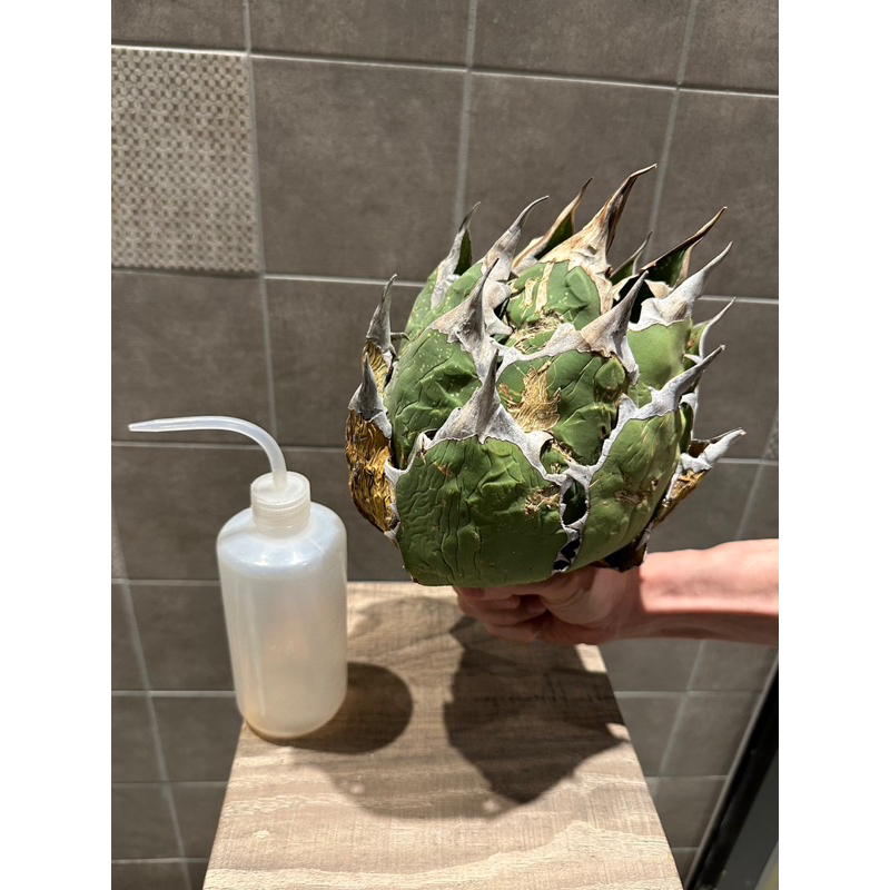 墨西哥山採 龍舌蘭 agave oteroi 塊根植物 稀有嚴龍