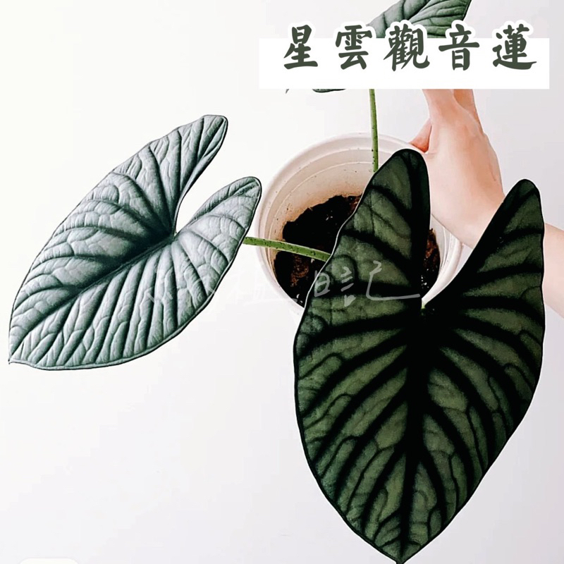 ｜綠植日記｜星雲觀音蓮/Alocasia nebula/觀葉植物/3寸