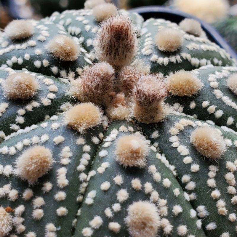 連星大疣瑠璃兜　特大大疣 連星大疣瑠璃兜 特大大疣 細雪大疣兜的價格推薦-