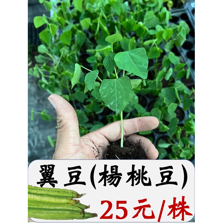 城禾農產🍃 翼豆苗 1株 楊桃豆苗 豆子苗 翼豆菜苗 楊桃豆菜苗 豆苗 菜苗 翼豆苗 楊桃豆苗 豆子苗 菜苗 豆苗