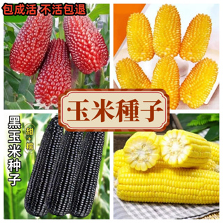 【玉米種子】水果玉米草莓玉米種子菠蘿玉米 奶油玉米種子 四季種植